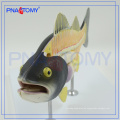 PNT-0822 Fisch anatomisches Modell, Fisch Dissektionsmodell